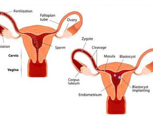 国内代生哪家正规,纯度推移图片（纯度推移）