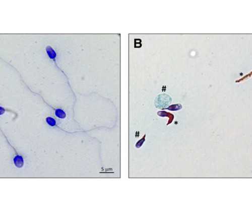 国内供卵代生孩子,安徽试管私立医院排名第一名,2025好评助孕生子机构推荐