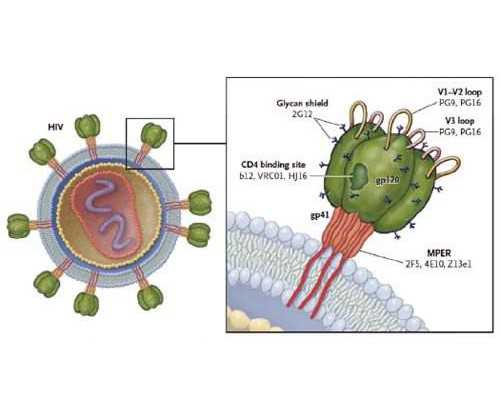 国内代怀哪家靠谱,美国试管婴儿选性别可以吗？俄罗斯和美国试管婴儿哪个好