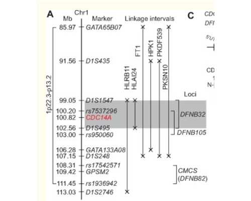 国内做供卵一般多少钱,长沙试管婴儿移植费用
