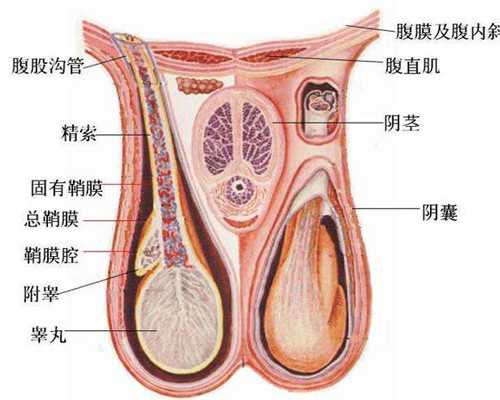 国内供卵助孕医院排名榜,试管移植最早要多少天才能测到强阳？